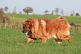 DOGUE DU TIBET 625